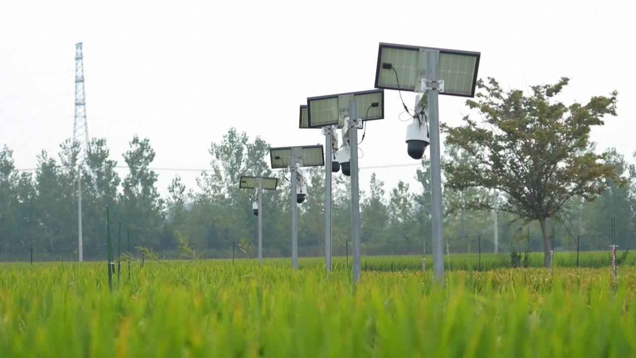 Video thumbnail for China: Technology makes farming as easy as 'a tap on a smartphone' in China.
