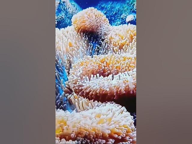 Video thumbnail for #sea #fish #reels #facebook #videos #love #viralvideo #fypシ #bd #mychannel #youcreate #reelsindia