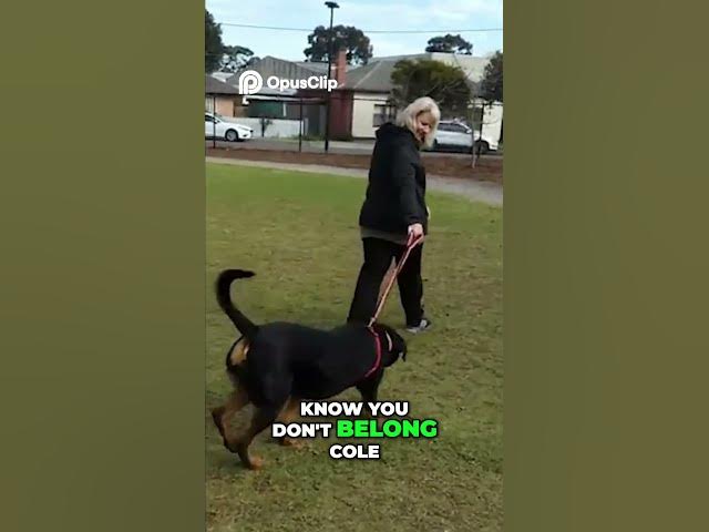 Video thumbnail for Golden Retrievers Go CRAZY for Playtime Fun! #funny #shortvideo #viral