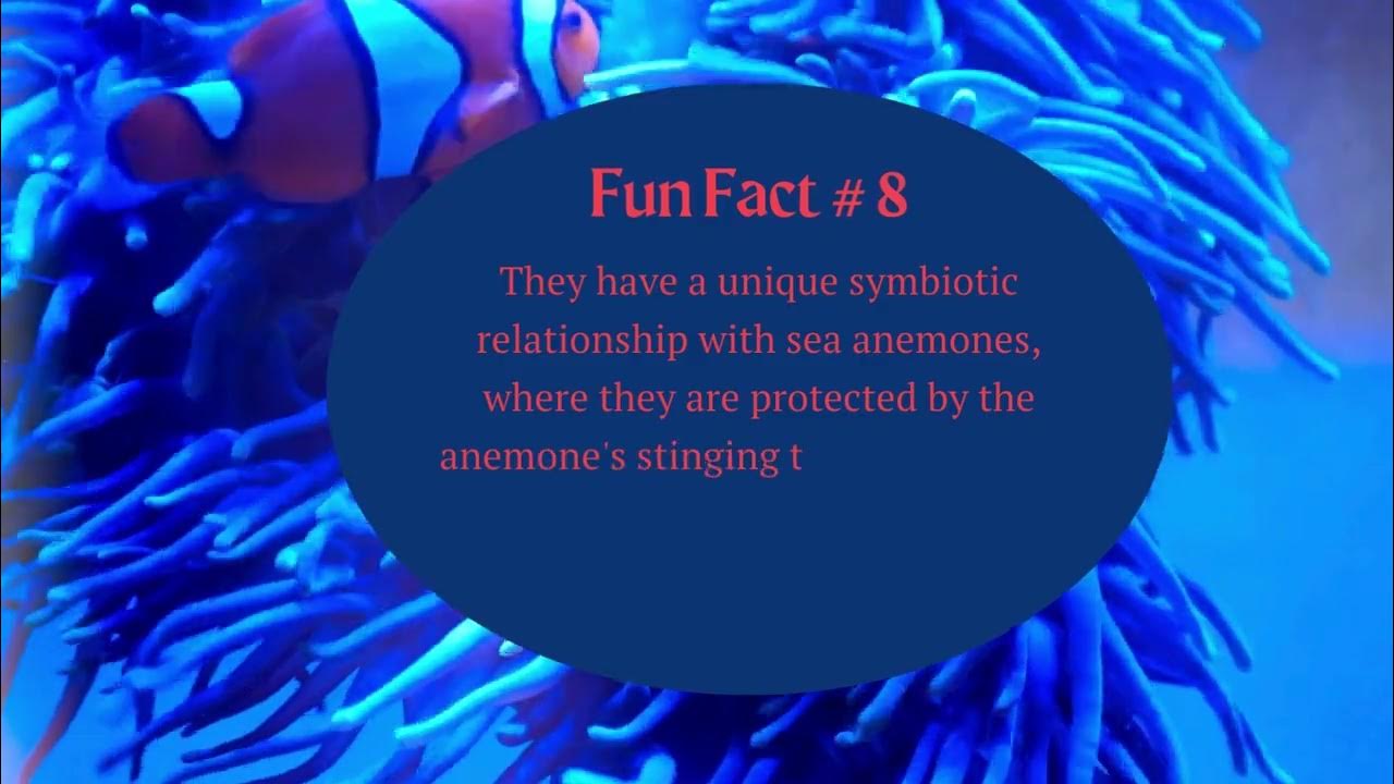 Video thumbnail for 10 Fun Facts About Clownfish