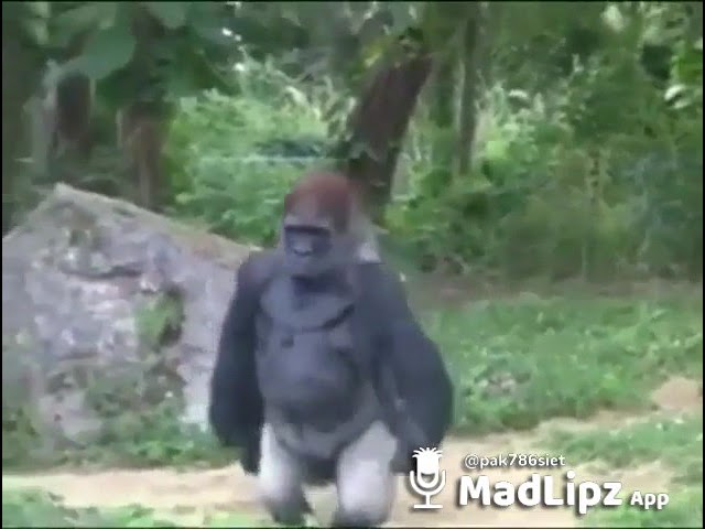 Video thumbnail for شیر ہار کے بعد بدمانس