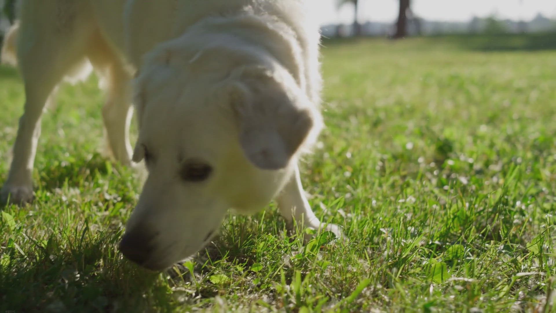 Video thumbnail for Unleashing the Hidden Talent: Can Border Collies Excel in Scent Detection Work?