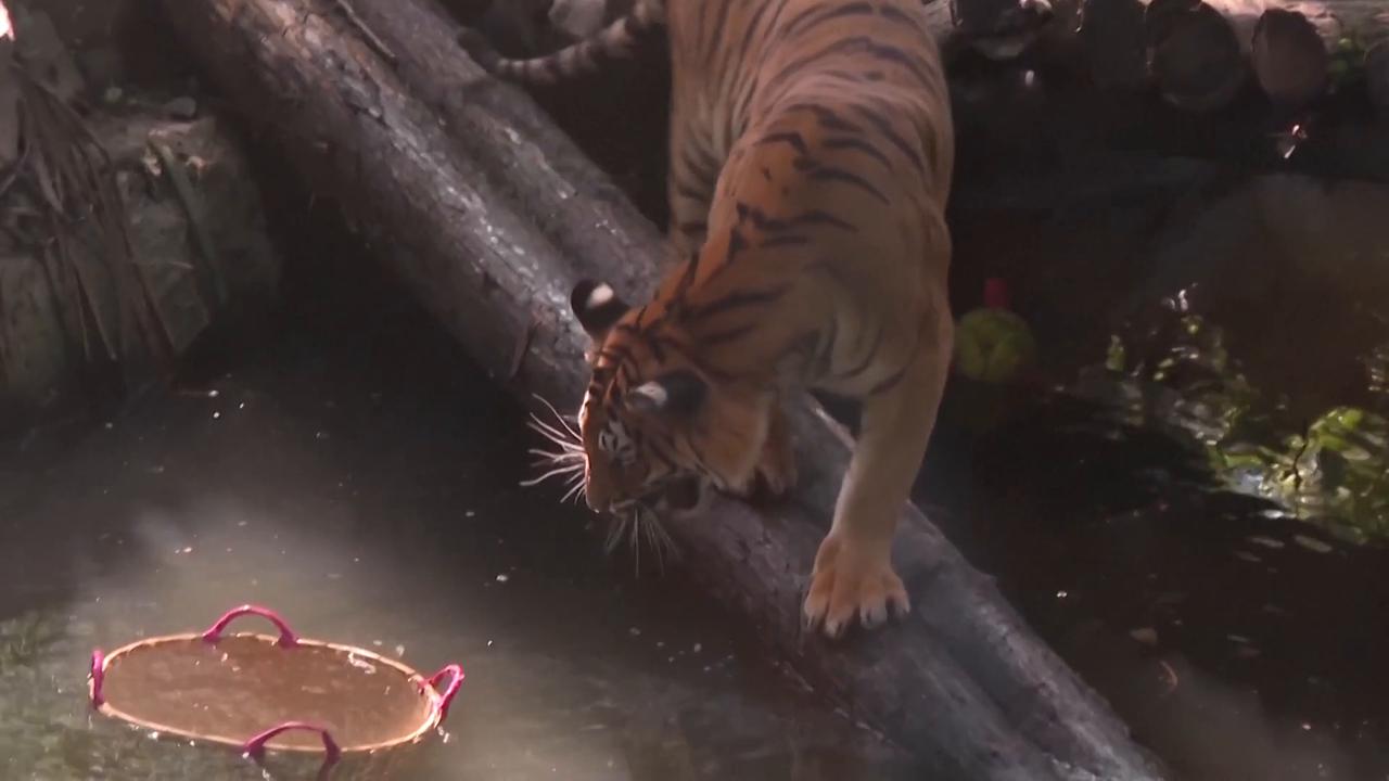 Video thumbnail for China: Abandoned Bengal tiger turns 2 at Shanghai Zoo, drawing crowds of adoring fans.