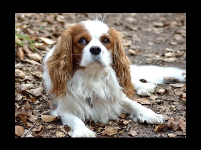 Video thumbnail for Does Your Dog Need to Be Restrained in the Car? Here's What You Should Know!