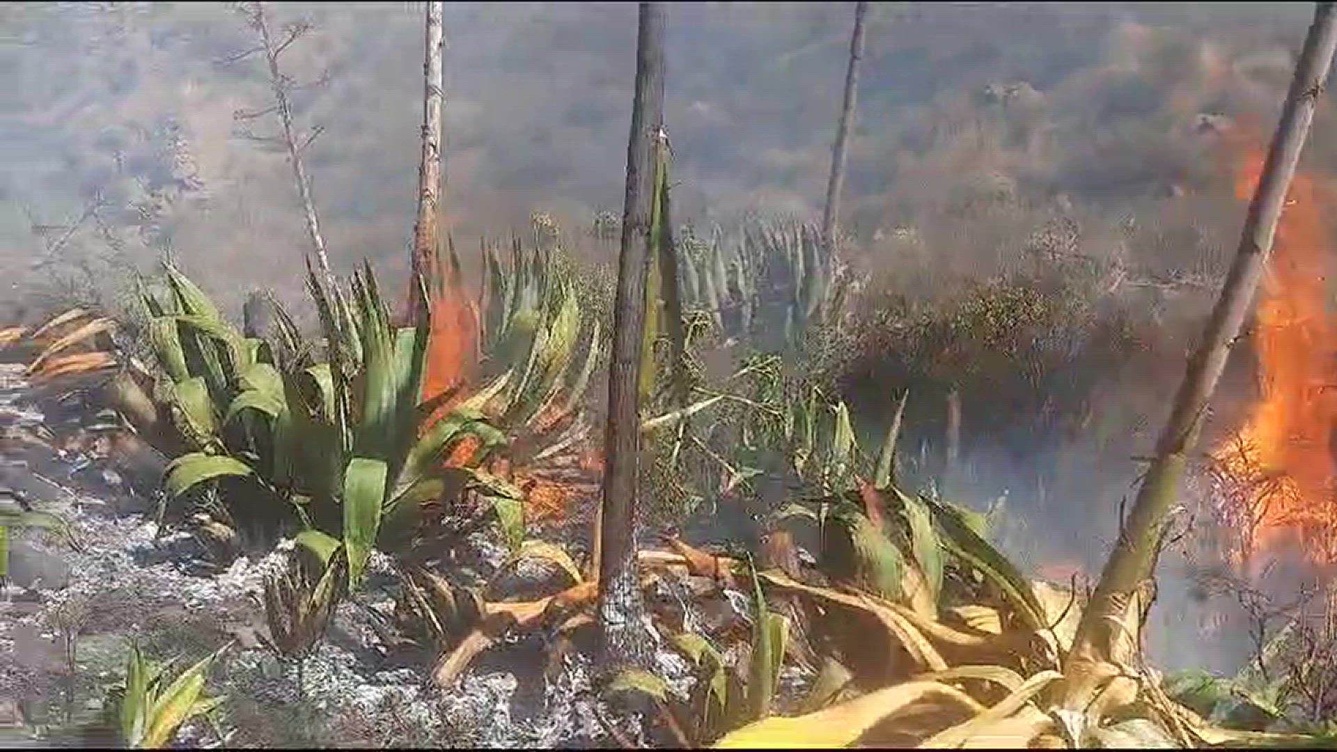 'Video thumbnail for Feuer in El Sequero auf Gran Canaria'
