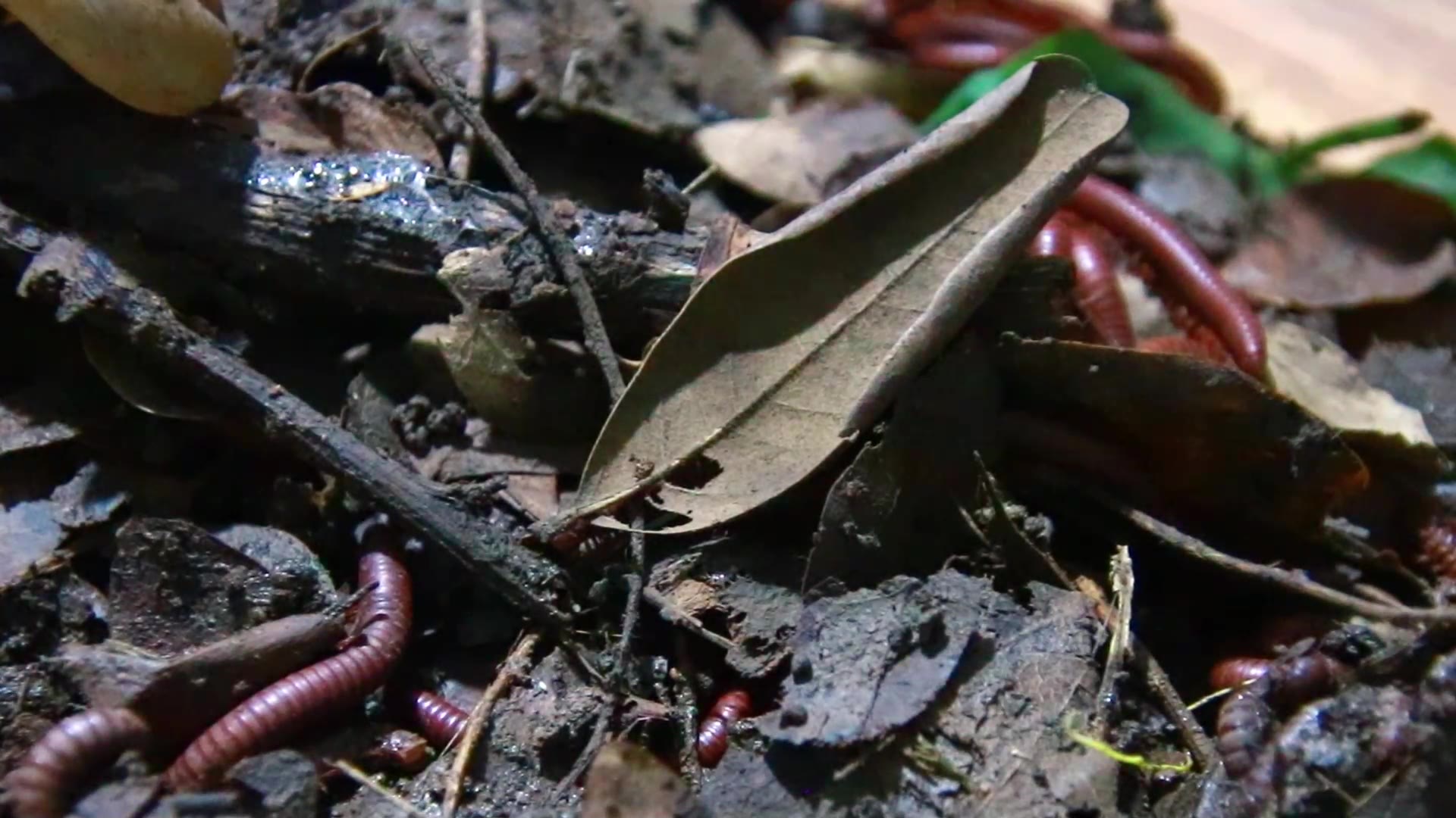 Video thumbnail for Venomous Centipede in soil