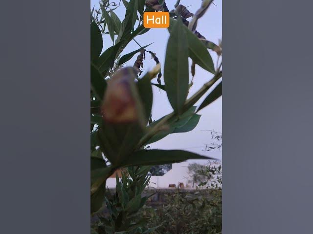 Video thumbnail for रहे रहे