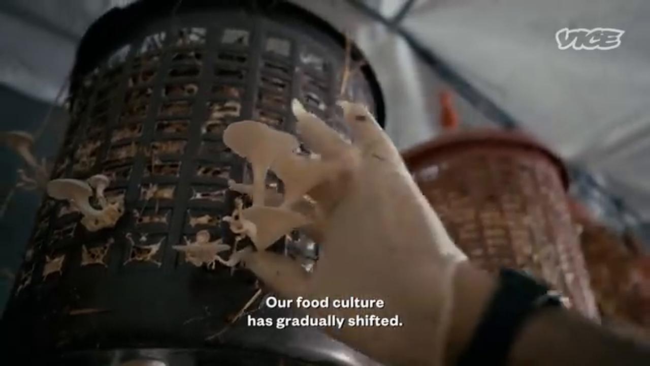 Video thumbnail for Mushroom Harvesting Around The World | Counter Space (Clip)