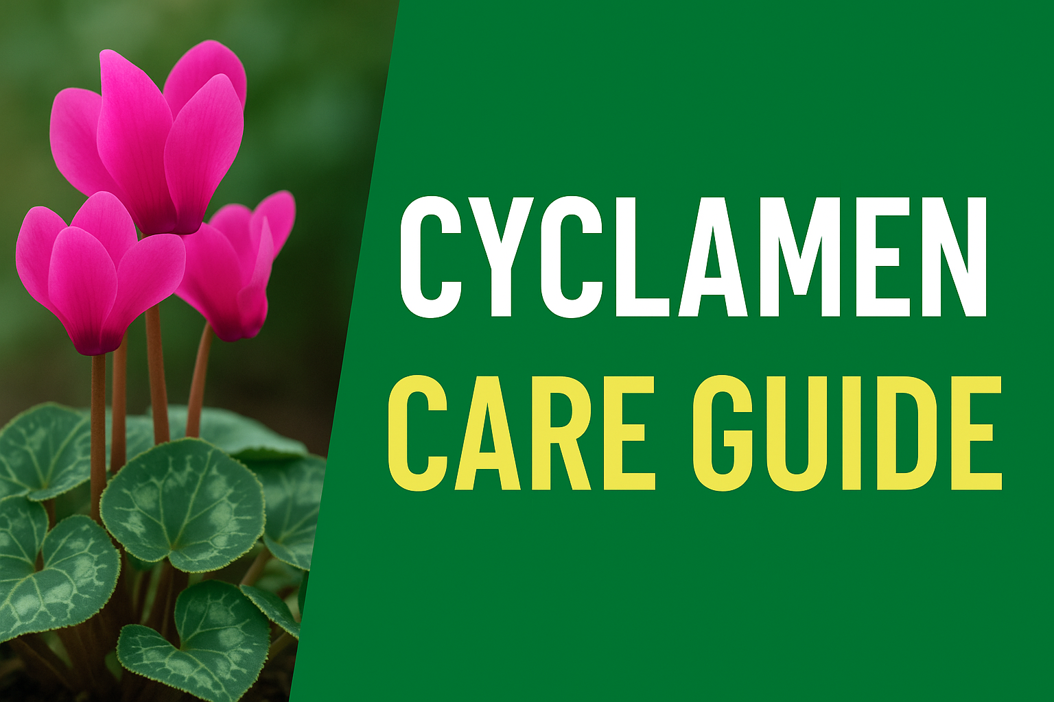 Video thumbnail for 🎥 ✅ Cyclamen Care Guide 🌸❄️ | How to Keep Them Flowering All Winter 🌿✨