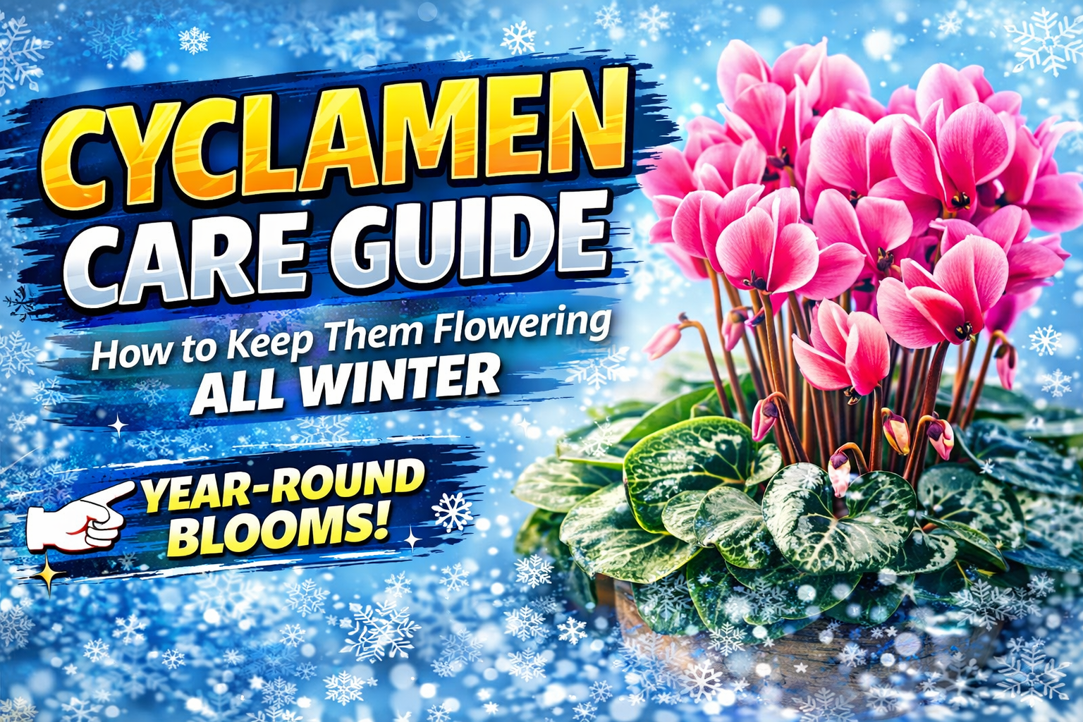 Video thumbnail for Cyclamen Care Guide  | How to Keep Them Flowering All Winter