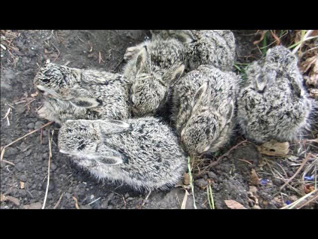 Video thumbnail for Rabbit Diet: Why Hay is Essential and Straw is Not