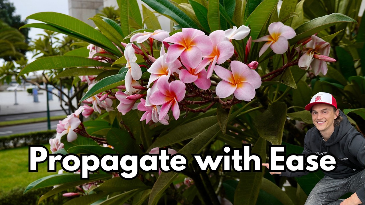 Video thumbnail for PLUMERIA Propagation - How to Easily take Cuttings & Root them (Frangipani)