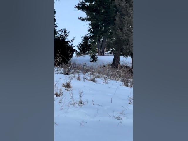 Video thumbnail for Huge Elk Running Stampede Wildlife Jump Close Call Feild Tree #nature#live#trending#clip#youtube