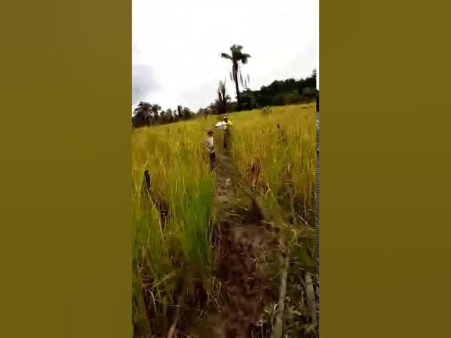 Video thumbnail for Farming project in Monrovia, Liberia part 2