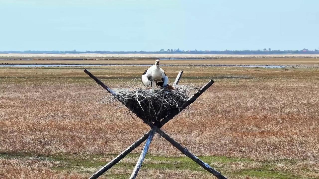 Video thumbnail for China: Wetland conservation boosts migratory bird populations.