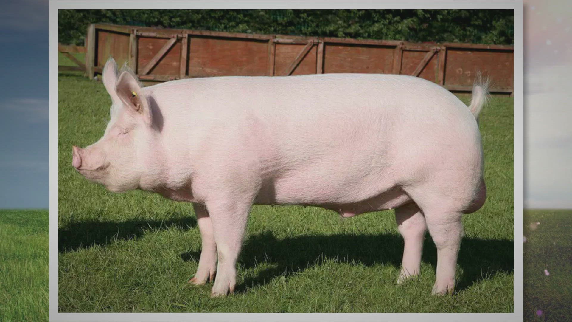 Video thumbnail for The Large White Pig: Unveiling Its Characteristics and Ancestry