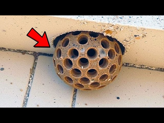 Video thumbnail for He Thought It Was a Hornet’s Nest — What Experts Found Left Him Shaking