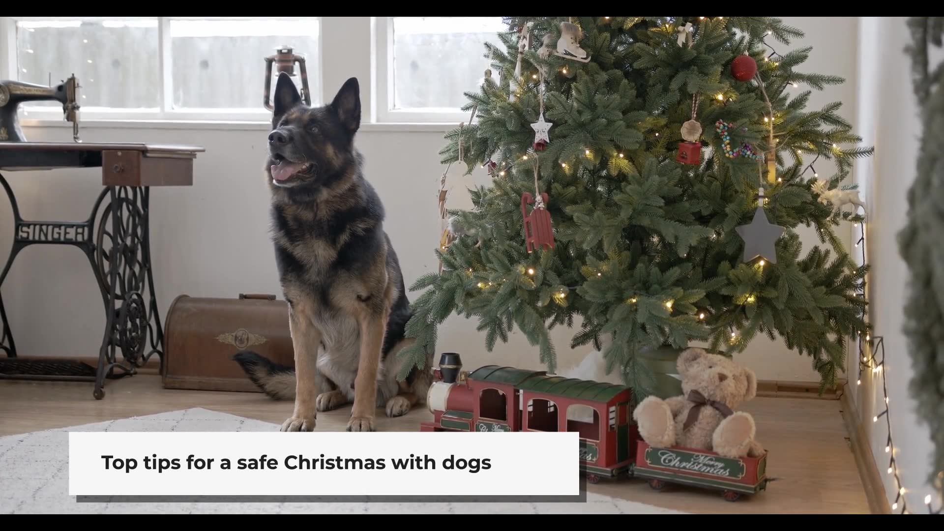 Video thumbnail for Dog Safety Tips for Christmas - Protect Your Furry Friend