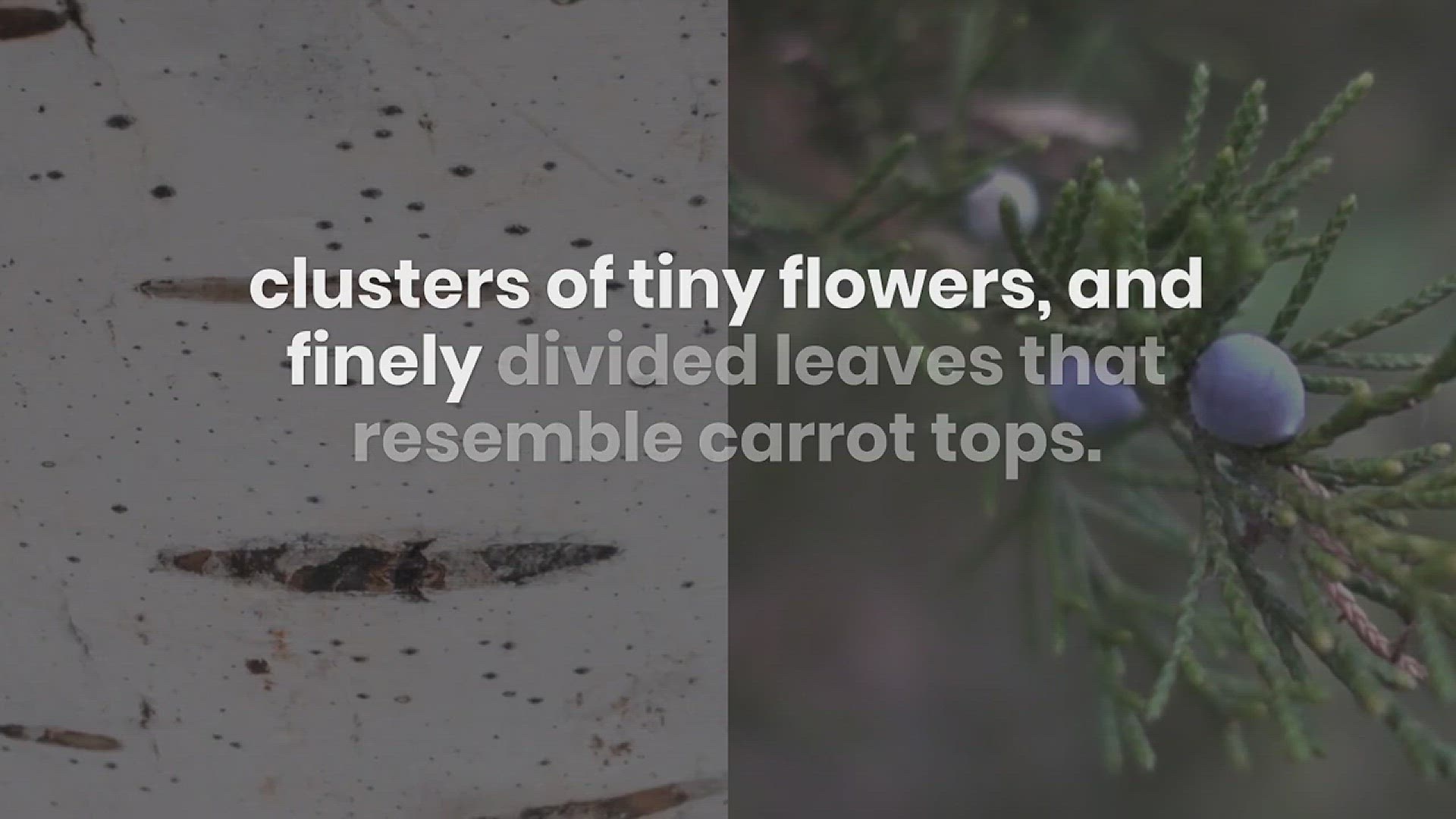 'Video thumbnail for How to Identify and Remove Poison Hemlock'
