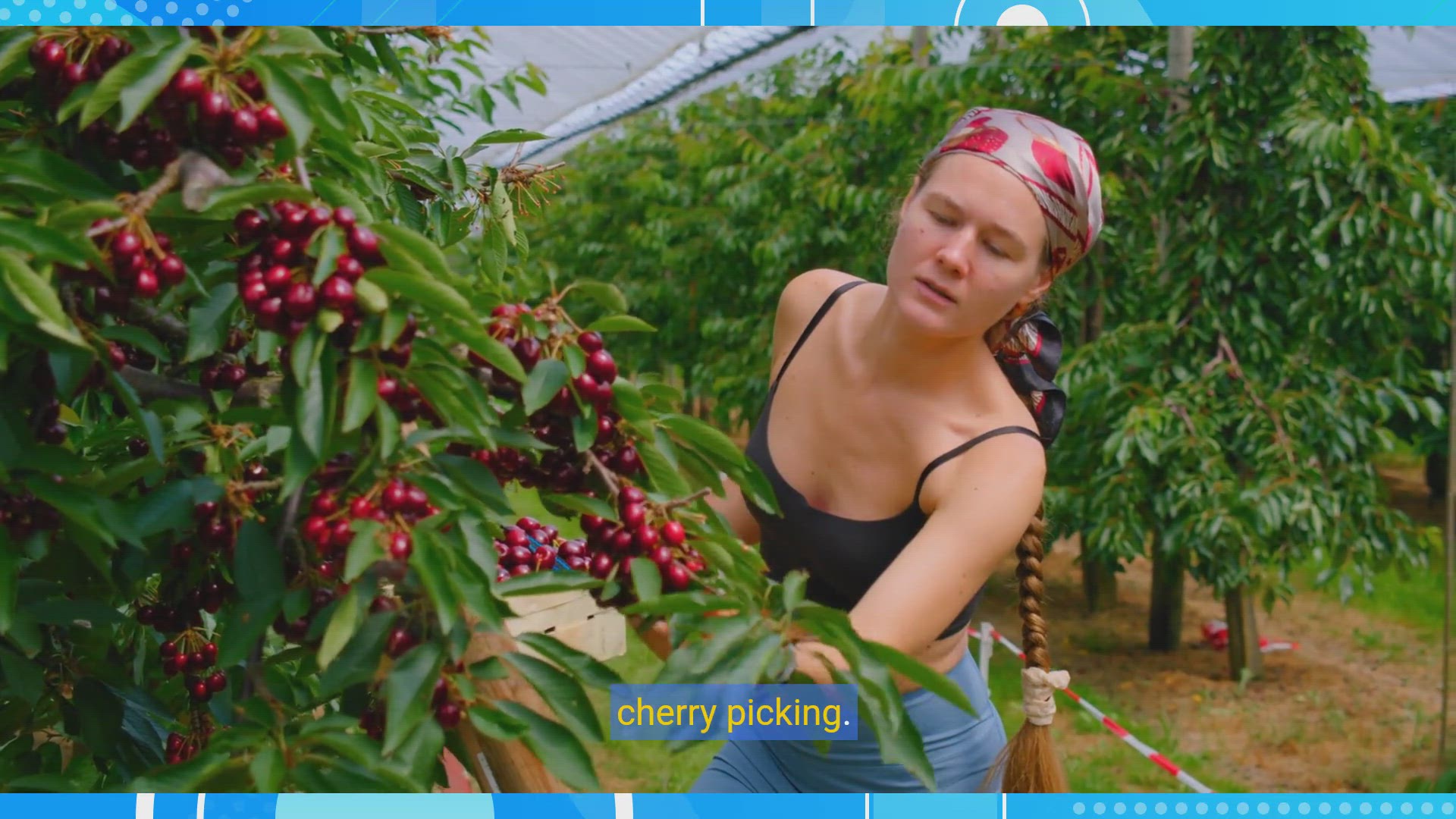 'Video thumbnail for Savor the Flavor: Your Ultimate Guide to Cherry Picking Adventures'