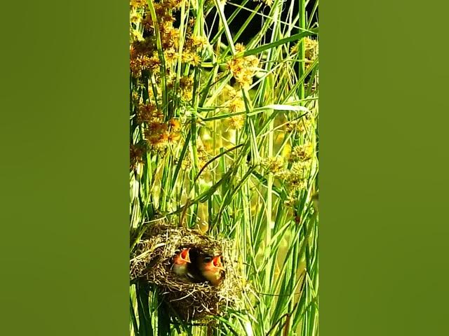 Video thumbnail for កូនចាបឃ្លានខ្លាំង#short#birds #birdnest