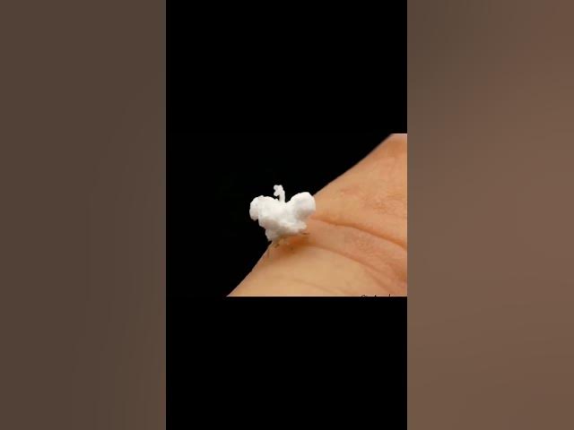 Video thumbnail for Popcorn got legs #wtfisthis #animalkingdom #animalfacts #naturelovers