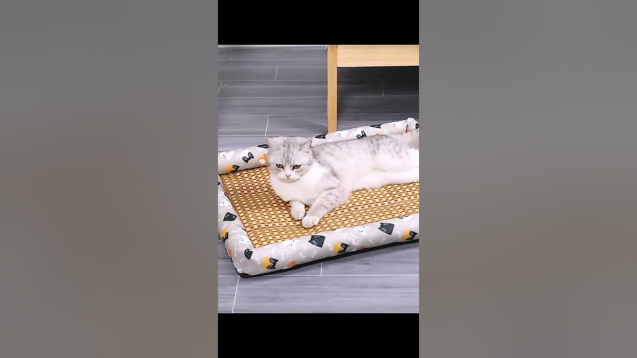 Video thumbnail for 🐾❄️ Pet Cooling Pad Mat ❄️🐾 || Link is in Description || #pets #trending  #shorts