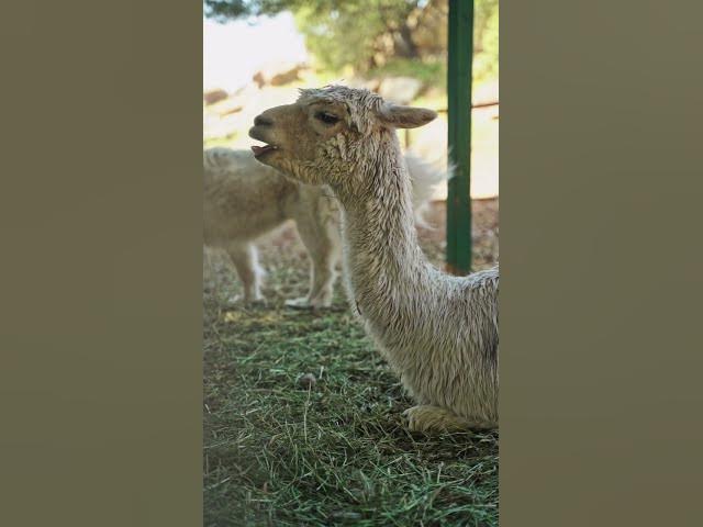 Video thumbnail for FNET