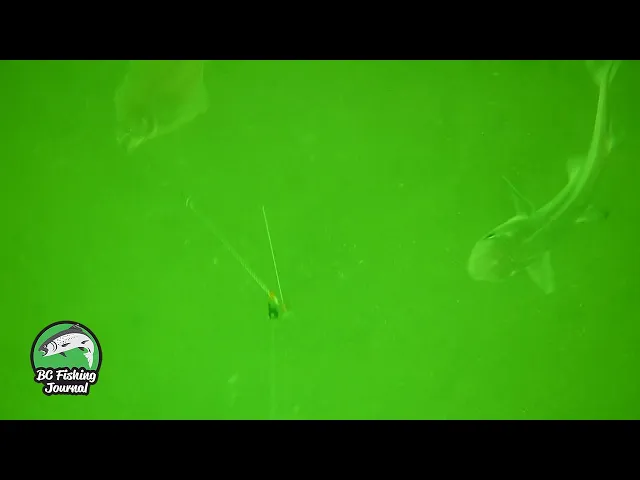 Video thumbnail for CRAZY UNDERWATER ACTION! Flounder & Spiny Dogfish Sharks