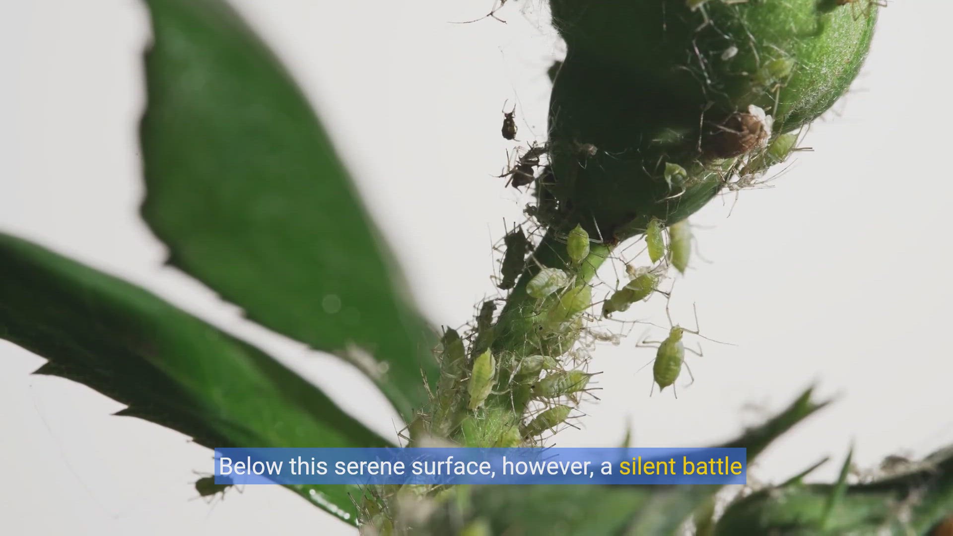 'Video thumbnail for Green Thumb Guardian: Mastering Pest & Disease Control in Your Garden'