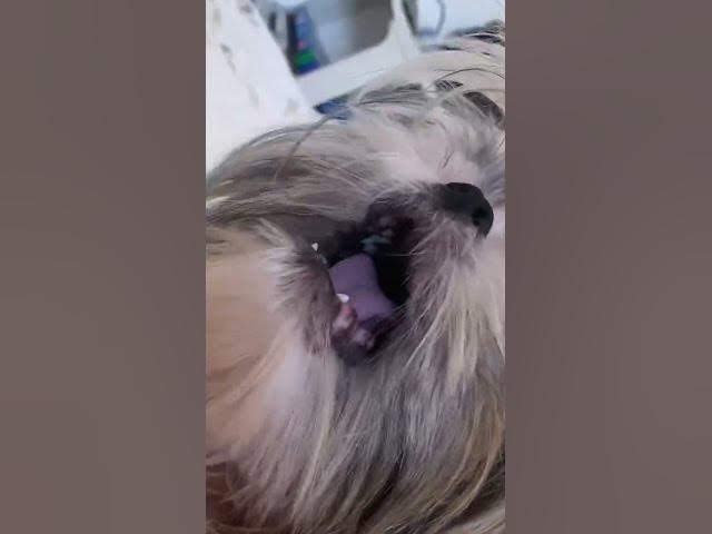 Video thumbnail for Lala Really Hates To Take A Bath | #cuteshihtzu #shihtzu #puppy