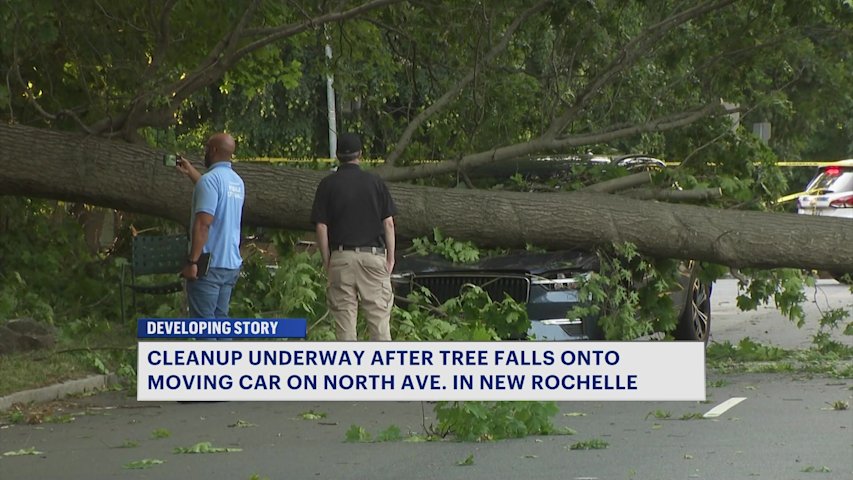 Video thumbnail for Tree falls onto a moving car in New Rochelle