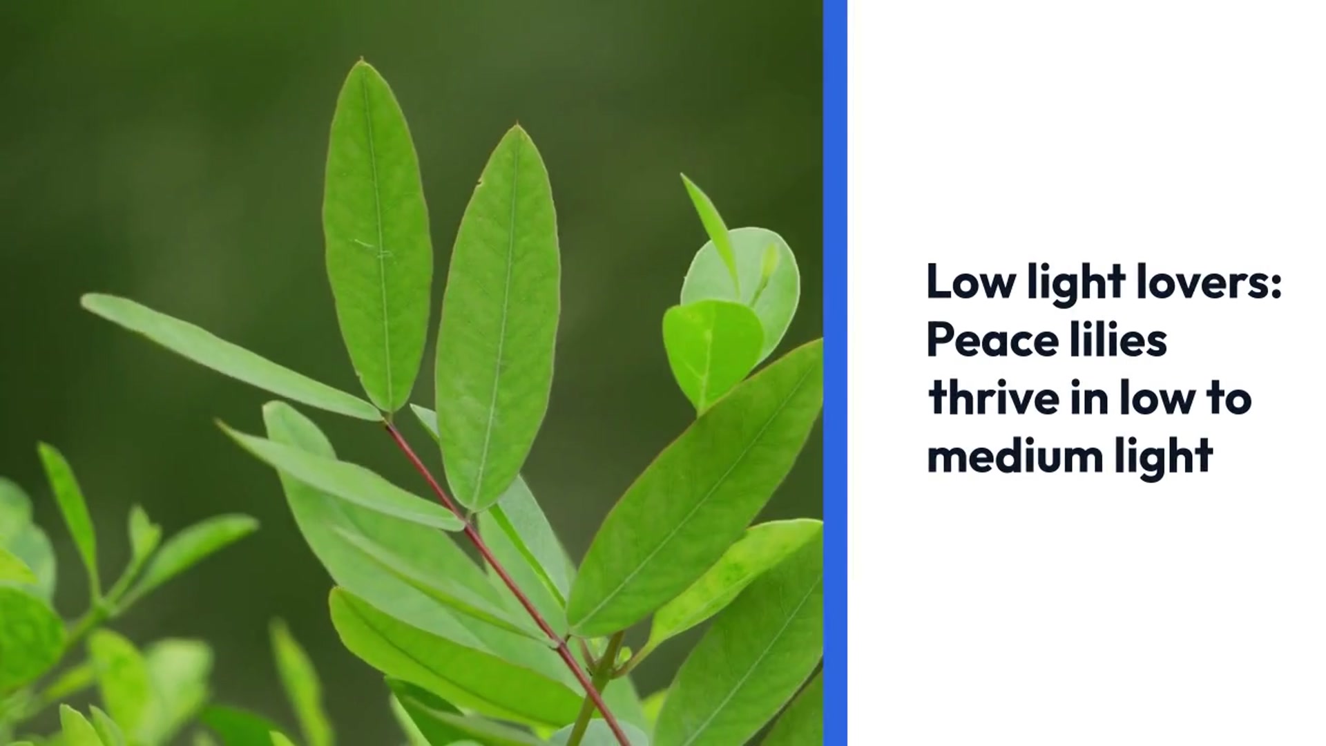 Video thumbnail for Top Air Purifying Plants