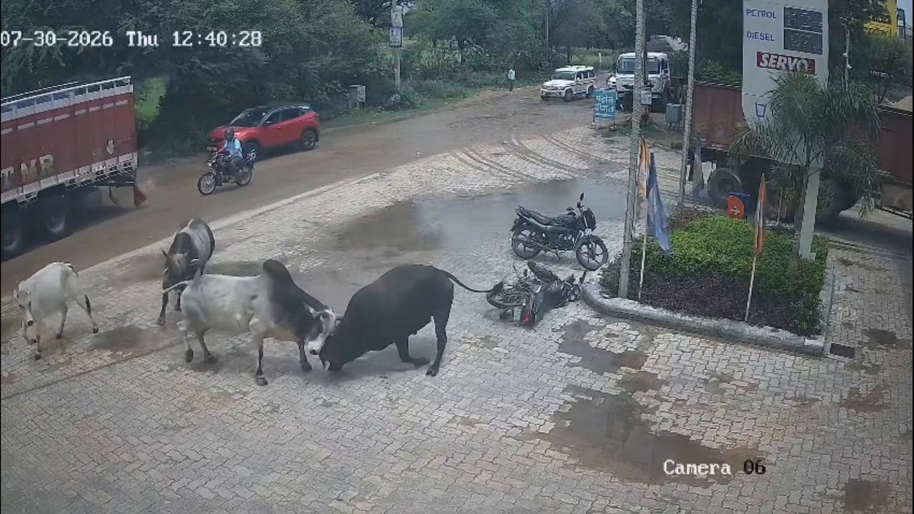 Video thumbnail for India: Fighting Bulls Trigger Panic in Rajasthan Market, Bike Damaged at Petrol Pump.