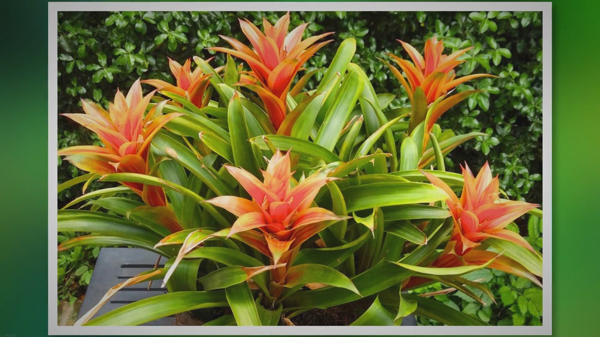 'Video thumbnail for The Ultimate Guide to Bromeliad Care and Maintenance'