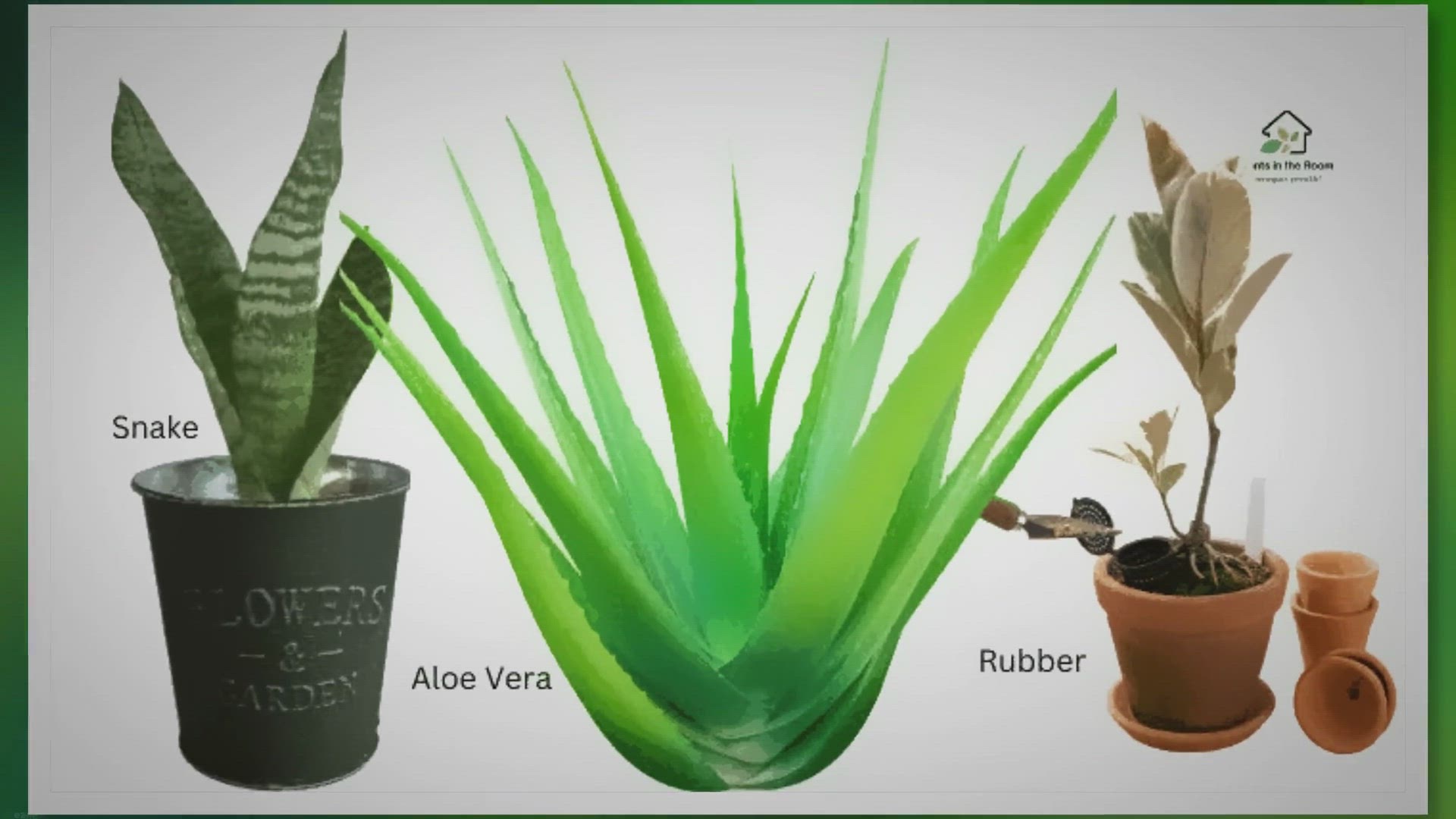 'Video thumbnail for 10 Indoor Plants to Improve Your Mental Health'