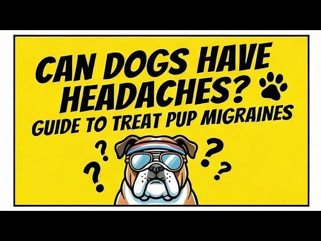 Video thumbnail for Do Dogs Get Headaches? Guide to Treat Pup Migraines