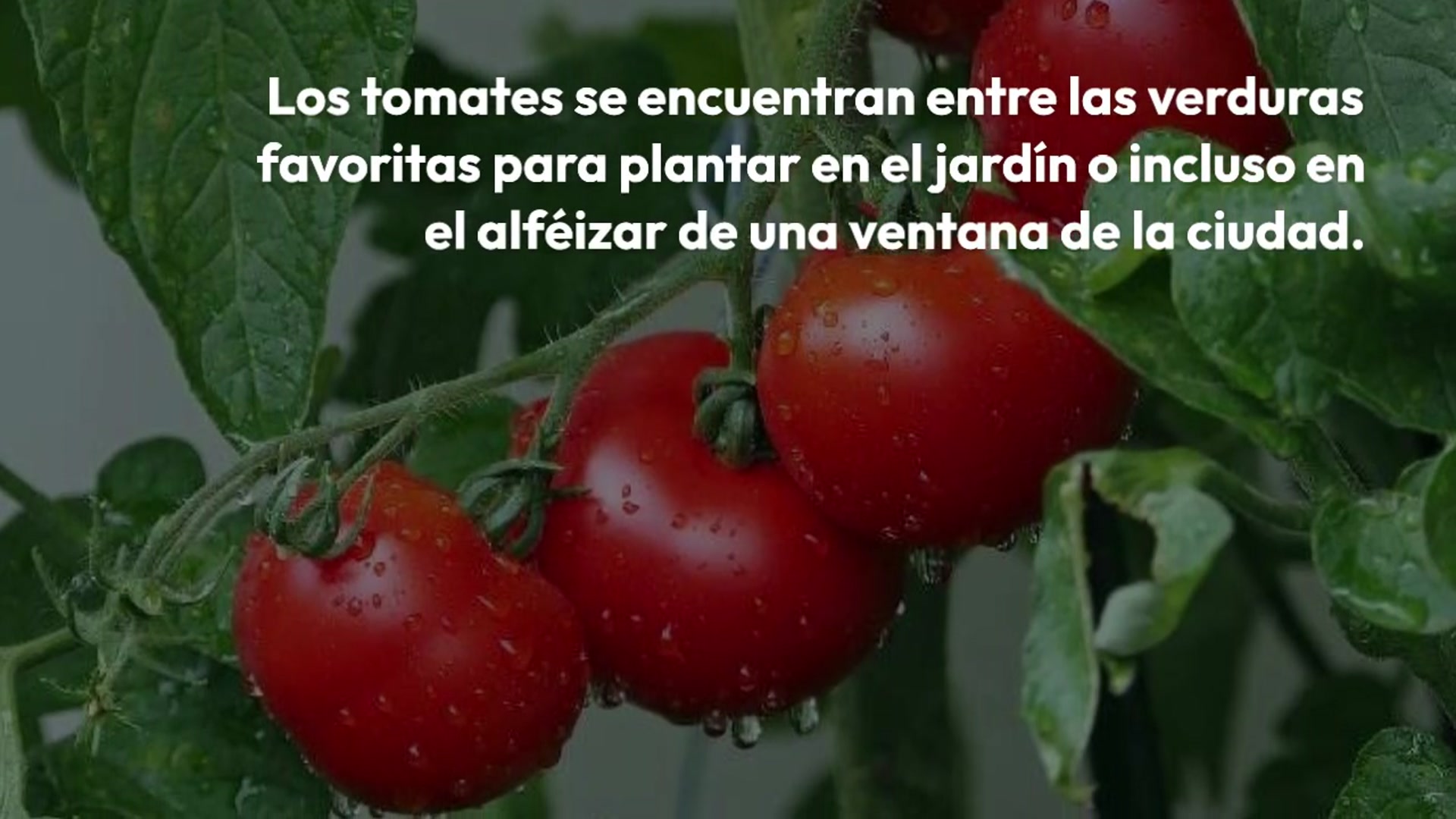 Video thumbnail for Tomates, pepinos, calabacines duplicados con este ingrediente que tienes en la cocina