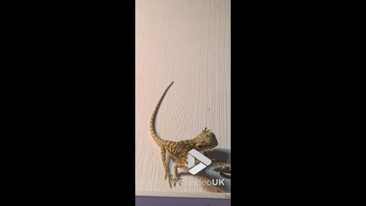 Video thumbnail for VV5066  Two-headed lizard eats separately