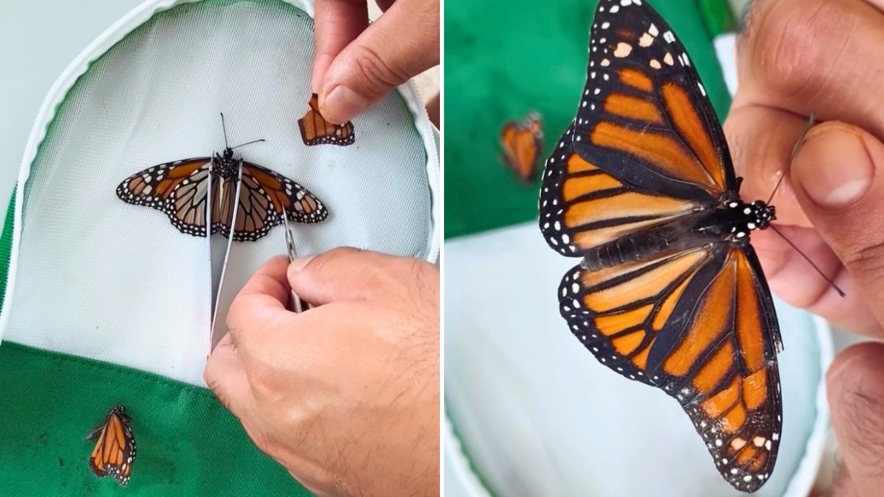 Video thumbnail for Couple Rescue Butterly By Carrying Out At-Home Surgery On Its Wing Before Watching It Fly Away