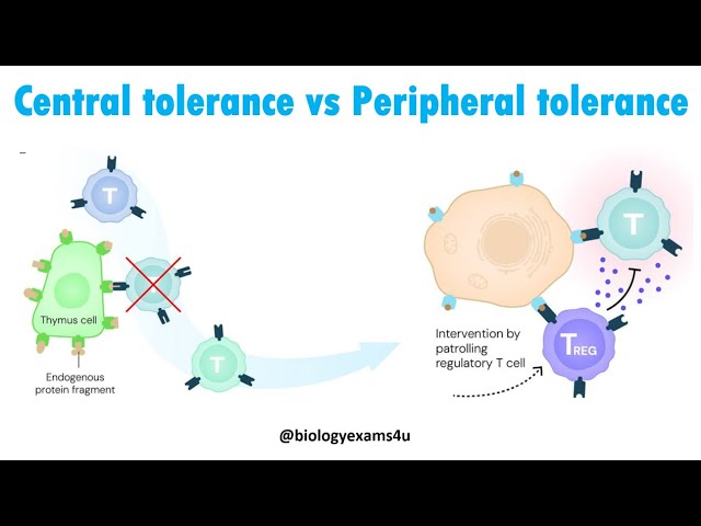 Video thumbnail for Difference between Central and Peripheral Tolerance in Immunology