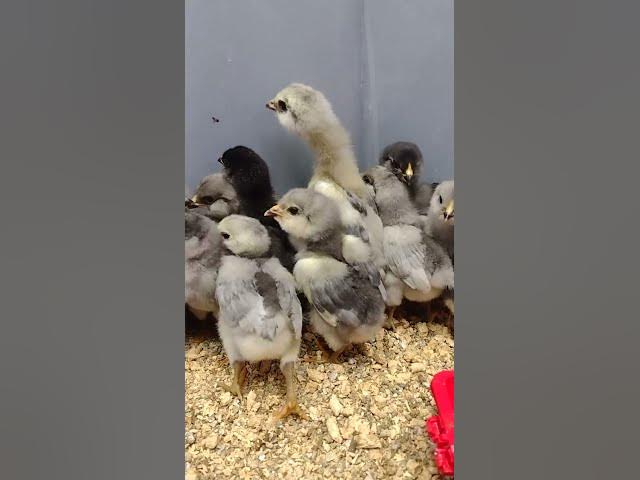 Video thumbnail for Ameraucana Chicks 2 Week Old #Shorts 2023