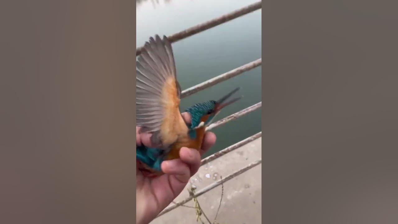 Video thumbnail for Às vezes, só precisamos de um pouco de carinho e calor!