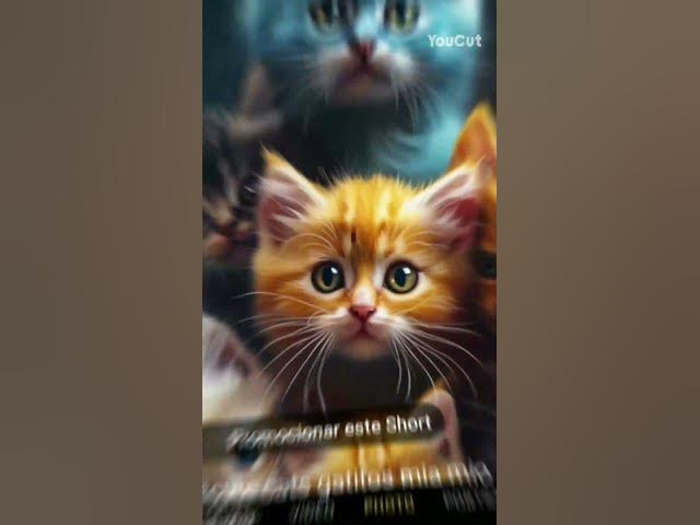 Video thumbnail for gatos graciosos