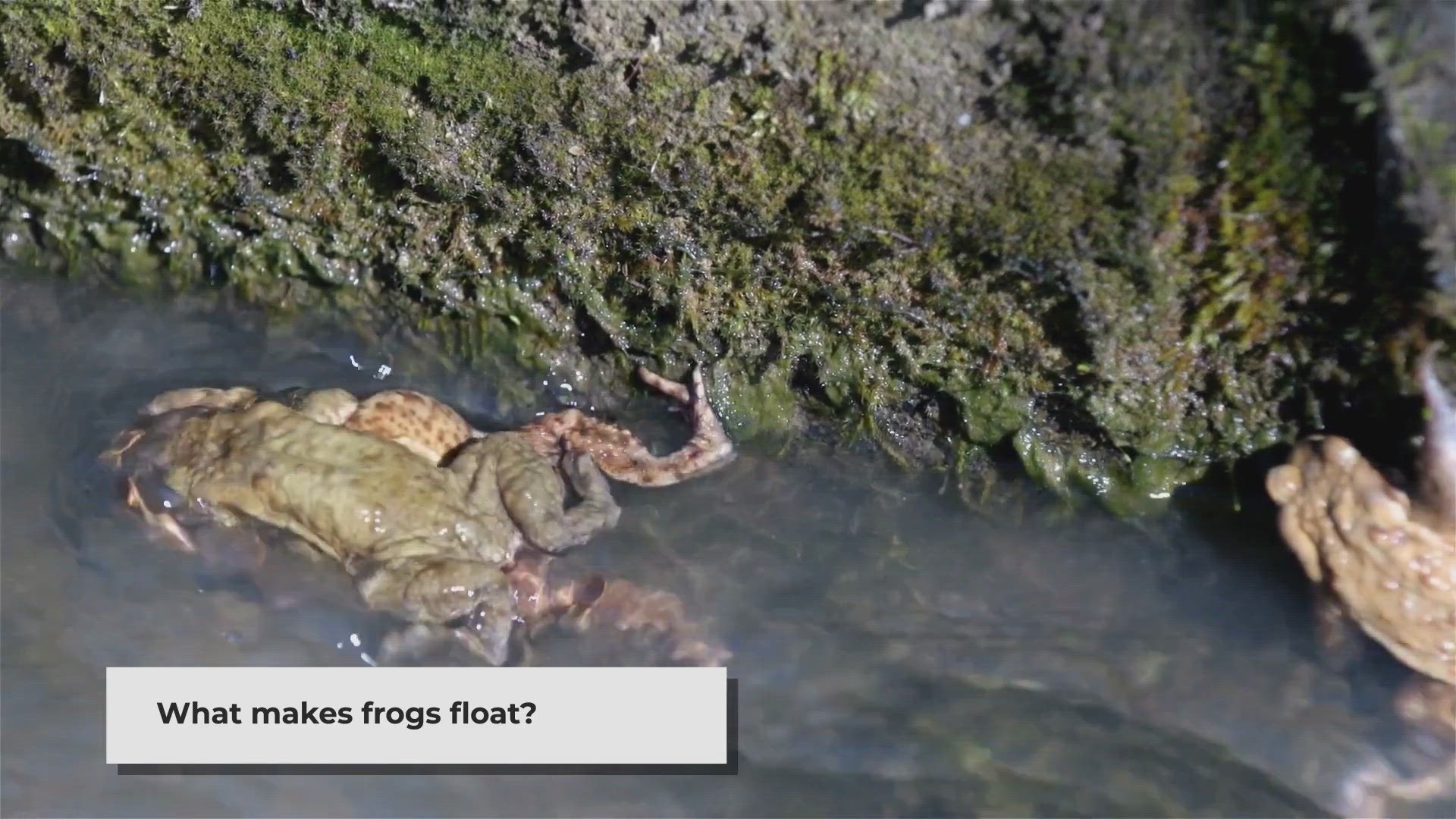The Science Behind Frogs Floating on Water | Open Video