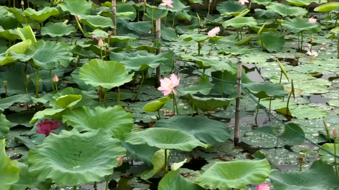 Video thumbnail for China: Lotus blooms brighten summer landscapes across China.