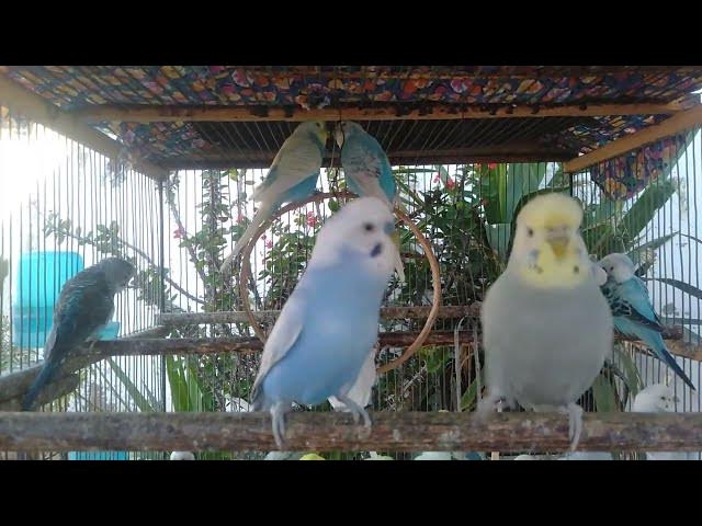 Video thumbnail for 🌺 15 Minutos de Encanto com Pássaros Coloridos