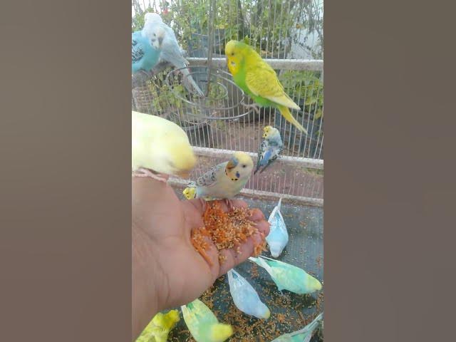 Video thumbnail for Pastel Budgie Beauty You Canโt Ignore ๐ธ๐ฉต