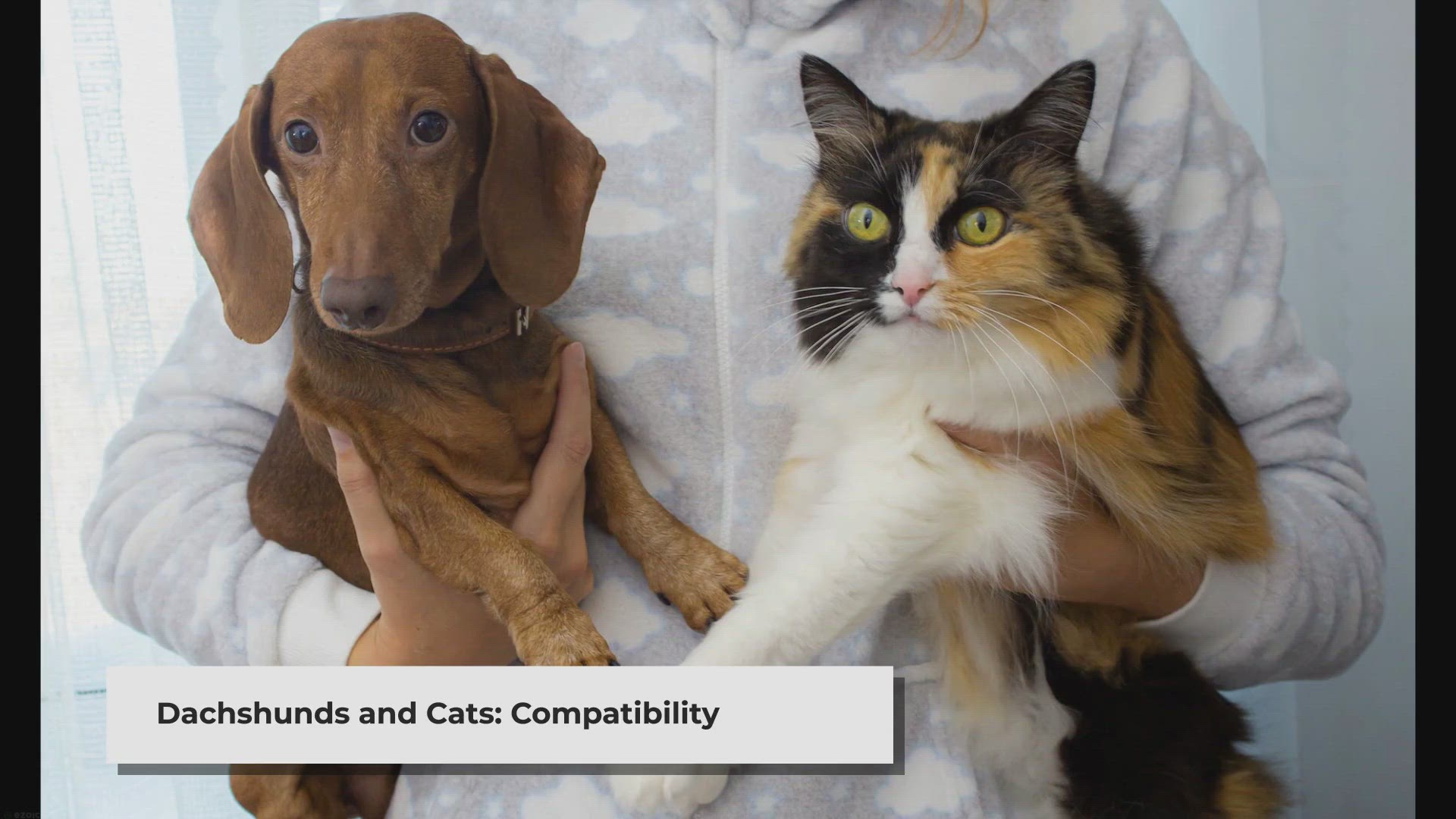 Video thumbnail for Are Dachshunds Good With Cats & Can They Live Together?