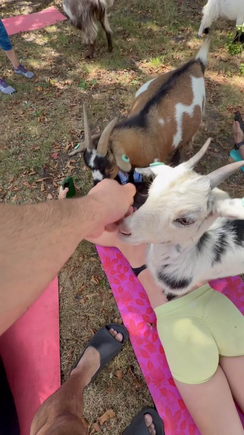 Video thumbnail for Goat Yoga Chaos as Hungry Goats March across the Mats